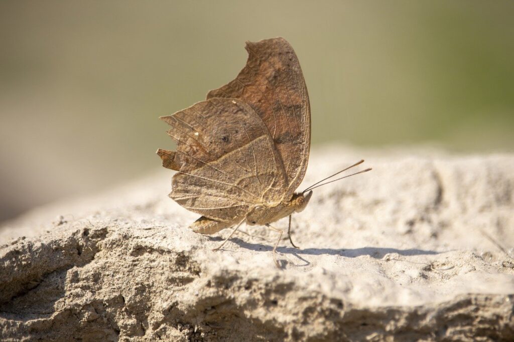 the lost hero series in order