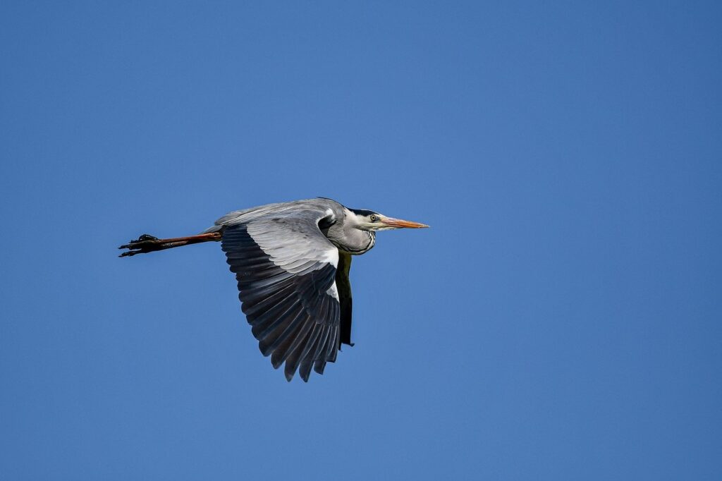 the order of a court of thorns and roses