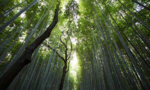 8tshare6a software download