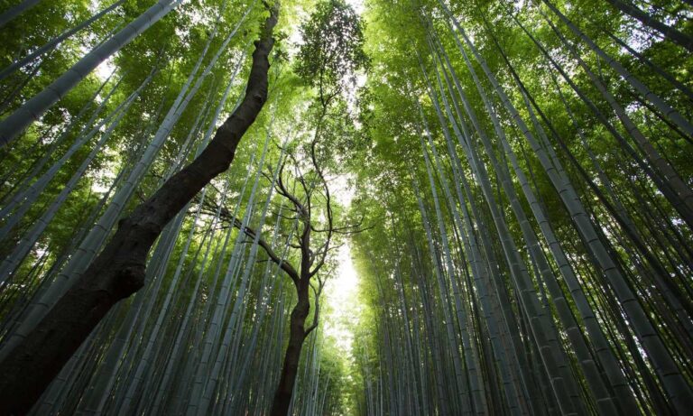 8tshare6a software download