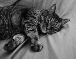 genboostermark software