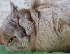 genboostermark software program