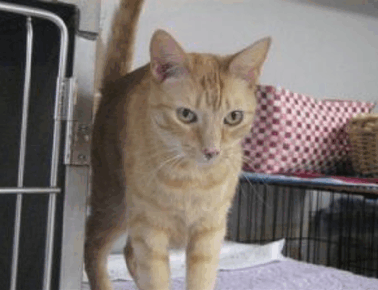 gfxdigitational tech guide from gfxmaker