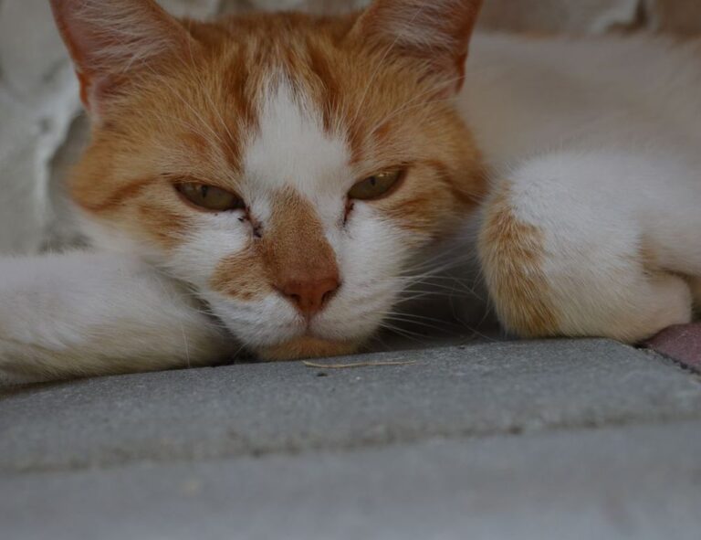 how to learn graphic design for free gfxdigitational