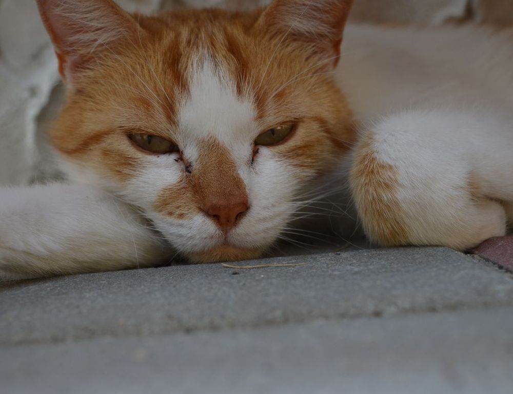 how to learn graphic design for free gfxdigitational