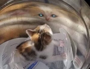 how to run genboostermark python in online