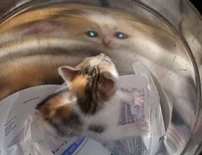 how to run genboostermark python in online