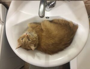 how to run genboostermark software