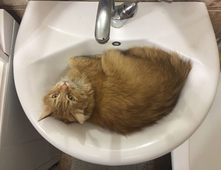 how to run genboostermark software