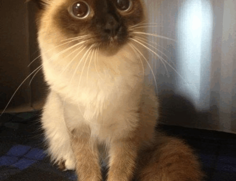 tech news gfxdigitational