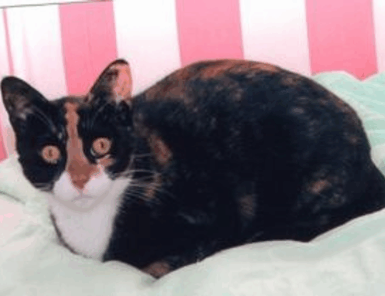 technology news gfxdigitational