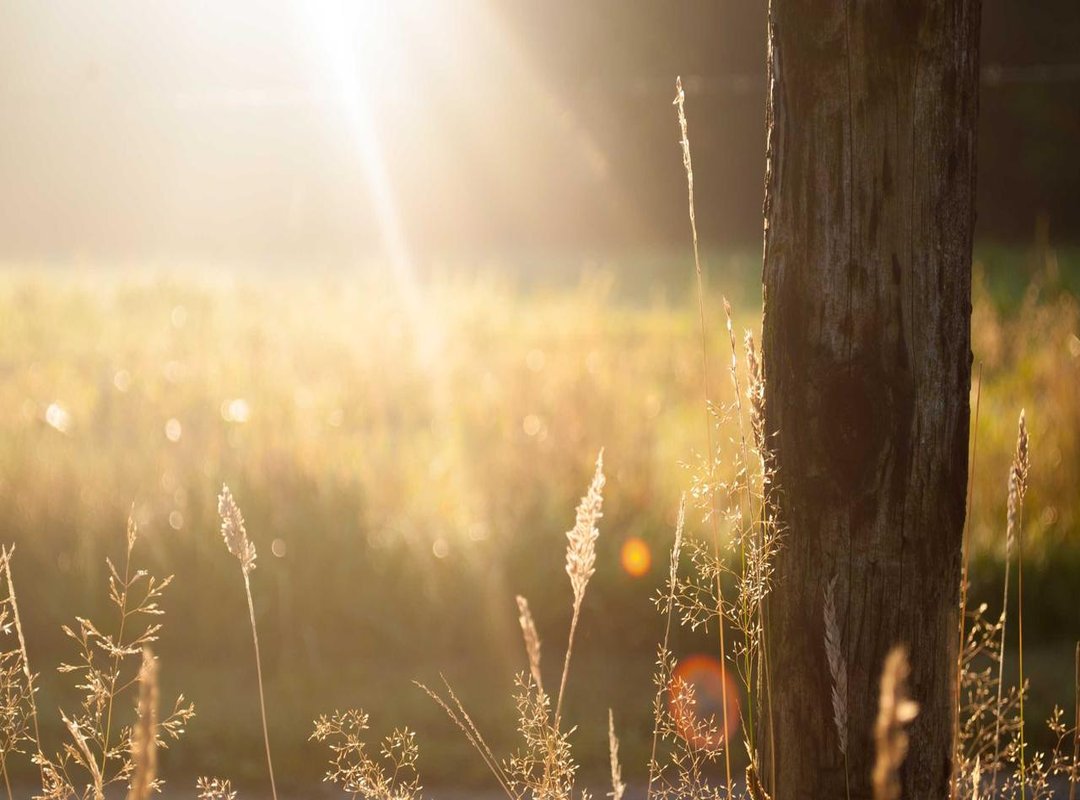 More Than Reporters: Journalists as Authors and Public Intellectuals