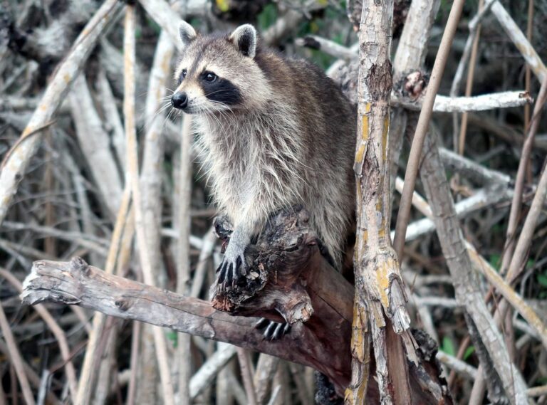 portal zacarias mangrove 937