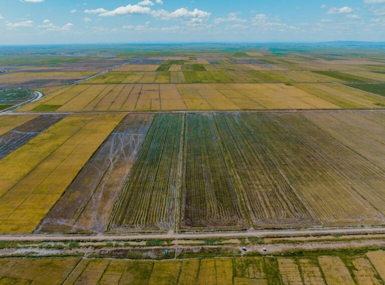 temu farmland hack